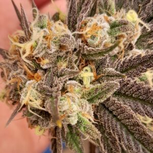 Skunk