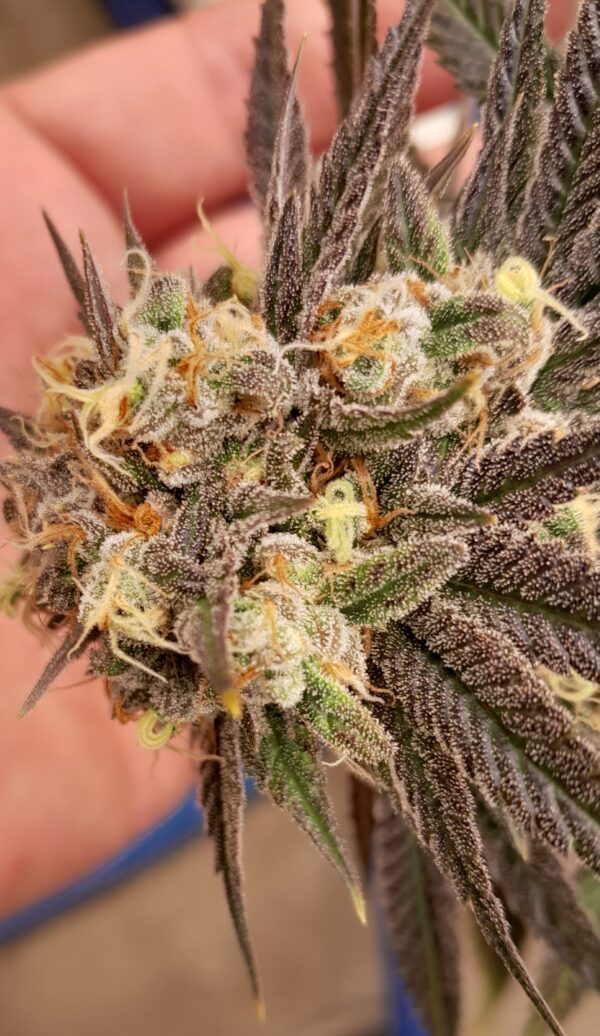 Skunk