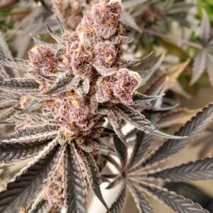 Death Star