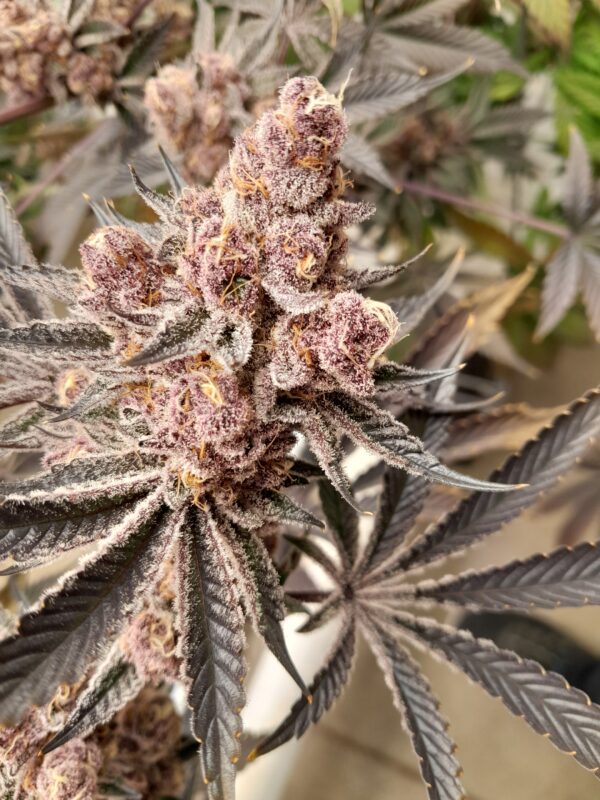 Death Star